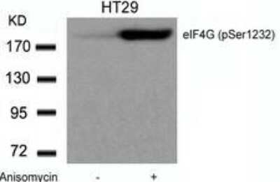 Western Blot: eIF4G1 [p Ser1231] Antibody [NBP1-04965]